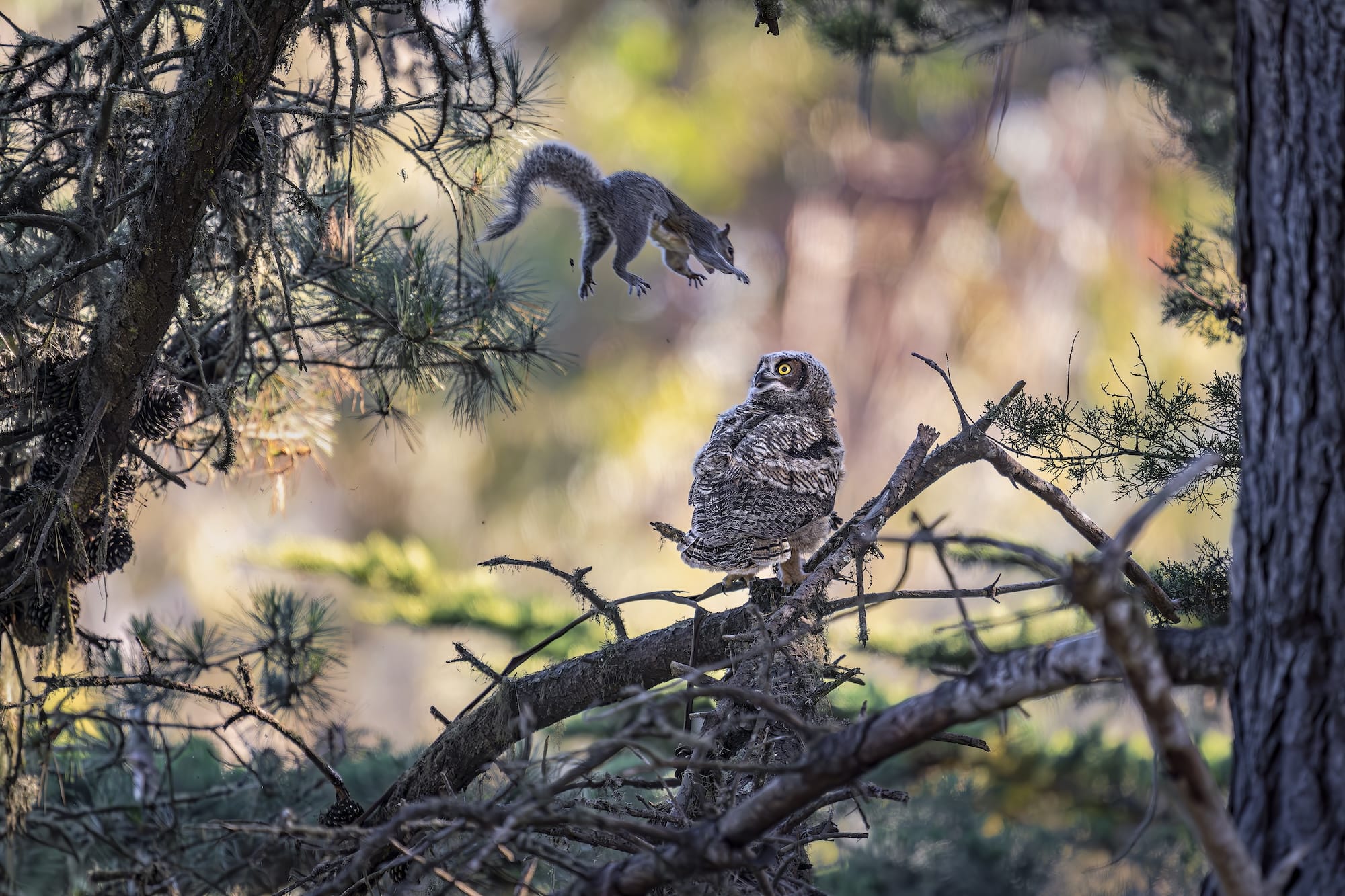 Wild Hijinx and Hilarious Happenstance Reign in the 2026 Comedy Wildlife Awards