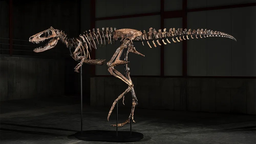 ‘Jodi,’ Sotheby’s Newly-Minted Nanotyrannus, Hits the Auction Block With $9 M. Estimate